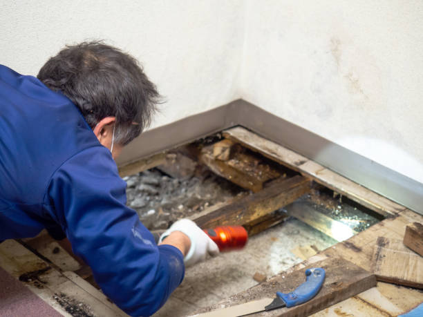 Best Attic Mold Remediation in Maplewood, MN