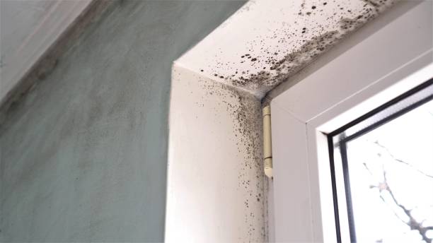 Best White Mold Remediation in Maplewood, MN
