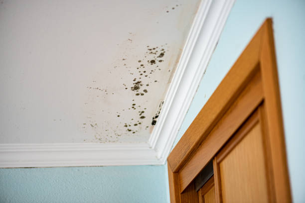 Best HVAC Mold Remediation in Maplewood, MN