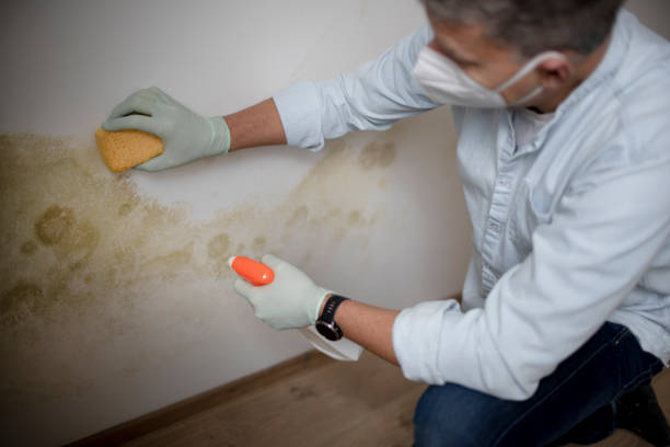Best Mold Remediation for Schools in Maplewood, MN