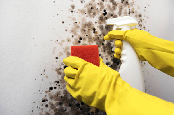 Best Black Mold Remediation in Maplewood, MN