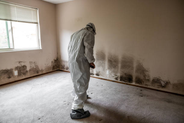 Best Mold Testing and Inspection Services in Maplewood, MN