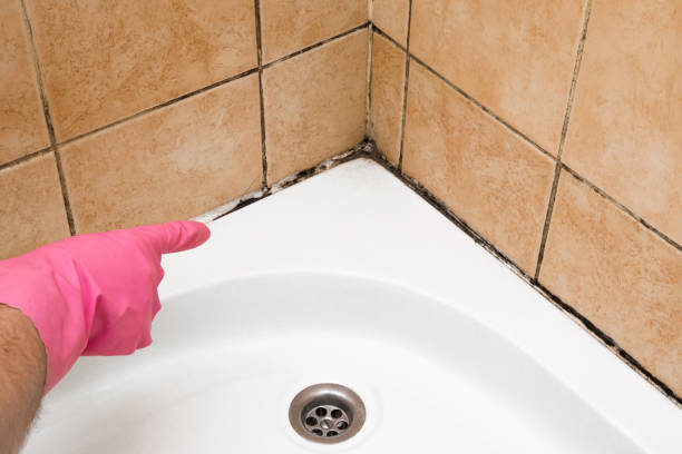 Best Black Mold Remediation in Maplewood, MN