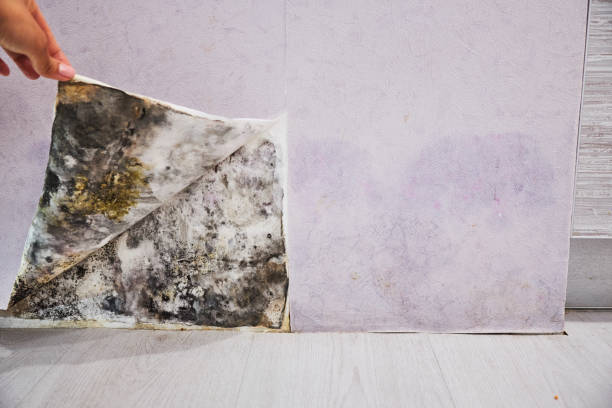 Best Bathroom Mold Remediation in Maplewood, MN